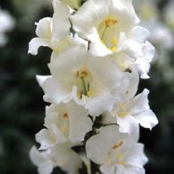 User Profile: snapdragonlady