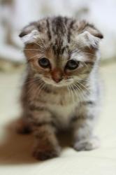 User Profile: Lonelykat16