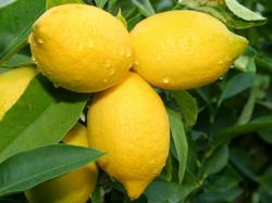 User Profile: SecretAgentLemon