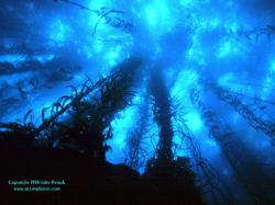 User Profile: oceansangel