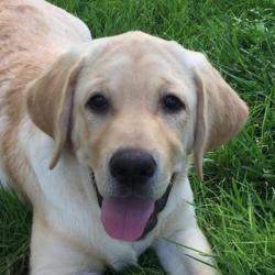 User Profile: TheLoyalDog