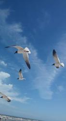 User Profile: PapierMacheWings
