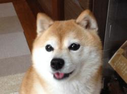 User Profile: ShibaInuHereToHelp
