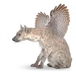 User Profile: Hyenawings