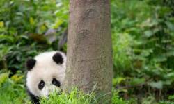 User Profile: PandaPower