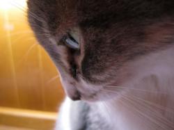 User Profile: marooncat