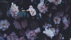 User Profile: terreneLights
