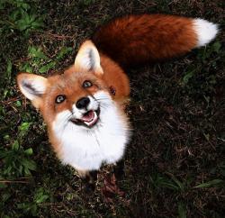 User Profile: meadowfox
