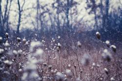 User Profile: OasisInTheWinter