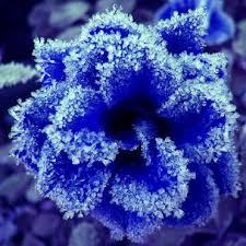 User Profile: SiberianSnow
