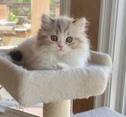 User Profile: Catlover1983