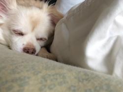 User Profile: puffyPinecone28