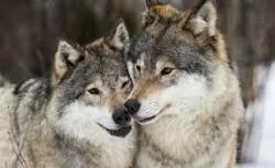 User Profile: WolfGirl200