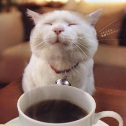 User Profile: CoffeeCat777