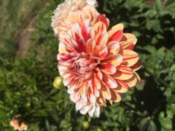 User Profile: Hope1342