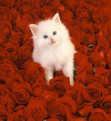 User Profile: rosebuds13