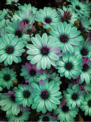 User Profile: CalistaRane