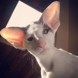 User Profile: rattus