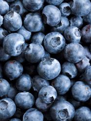 User Profile: HollowBerry
