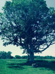 User Profile: SurroundedAlone
