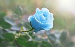 User Profile: rosebeinghappy18