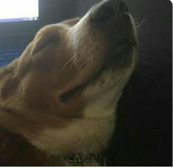 User Profile: PuGongYing