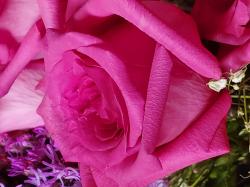 User Profile: Pinkie00