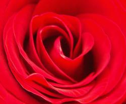 User Profile: TheRafflesia