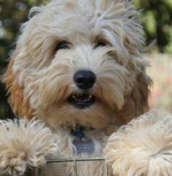 User Profile: DaisyFluffinq