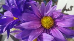 User Profile: flowersaregreat1274