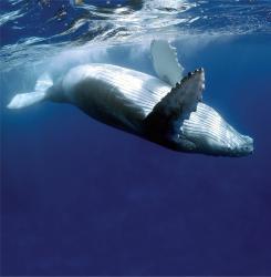 User Profile: Whales2106