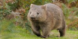 User Profile: shywombat