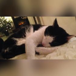 User Profile: xmockingjay