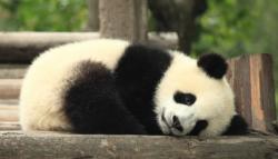 User Profile: DepressedPanda4893
