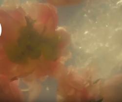 User Profile: theothersideofparadise