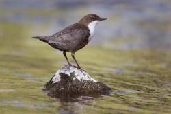User Profile: Riverbird