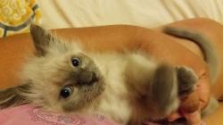 User Profile: StormyKat