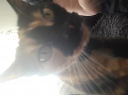 User Profile: Evalovescats