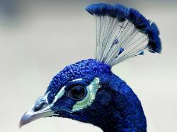 User Profile: Blaubeere