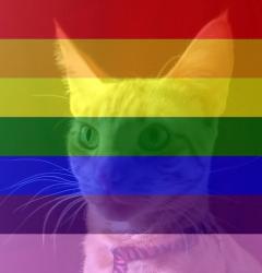 User Profile: lamecat