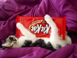 User Profile: kittkattt