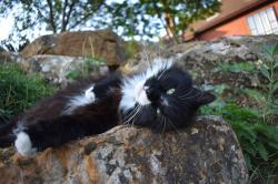User Profile: selfconfidentCat1681