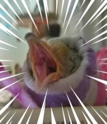 User Profile: FirePhoenixBird