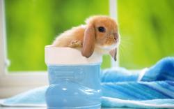 User Profile: Bunnyinboots