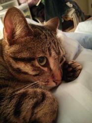 User Profile: gingerRogue