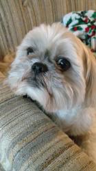 User Profile: LuvMyDog6434