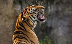 User Profile: placidTiger1340