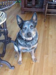 User Profile: Bayliedog12