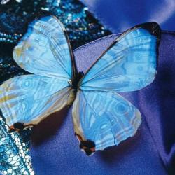 User Profile: cyanBlueberry796