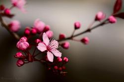 User Profile: CherryBlossom1805